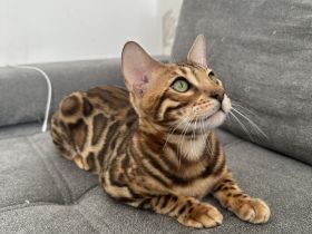 Bengal Kitten - Abholbereit- noch 1 Kater frei