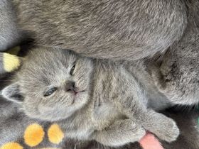 Mai Kätzchen Blue lilac