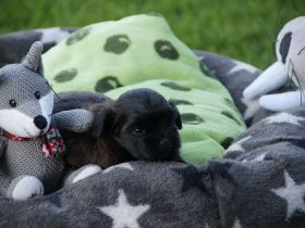 Bolonka-Zwetna- Welpen abzugeben