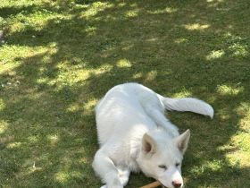 Sibirischer Husky Welpe 4 Monate alt