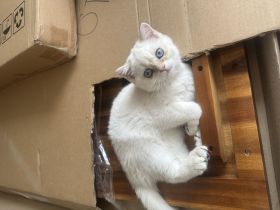 Süßes BKH Kitten abzugeben