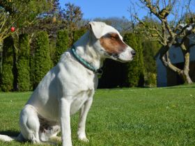 Parson Russell Terrier Deckrüde