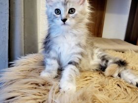 Maine Coon Kitten