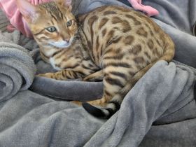 Bengal Kater