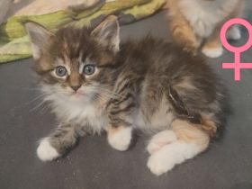Maine Coon Kitten