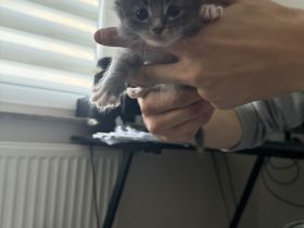 6 Main coon suchen ein zuhause