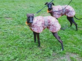 Italienisches Windspiel ... Italian Greyhound