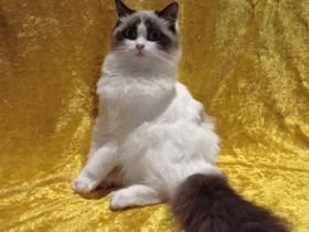 Ragdoll mit Stammbaum