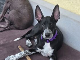 Perro sin Pelo del Peru - Peruvian hairless dog