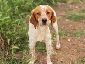 Askan & Nacho & Pepper suchen jeweils ein Zuhause