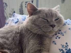 BKH Kater | Britisch Kurzhaar Erwachsen