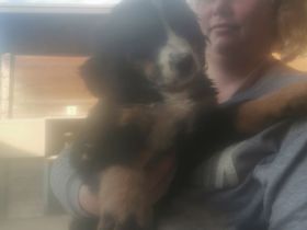 11 Wochen alte Berner Sennenhuendin mit Papiere sucht liebevollen Familienanschlusd