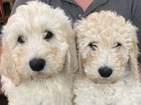 Treue Wegbegleiter Double Doodle Welpen (Labradoodle + Goldendoodle)