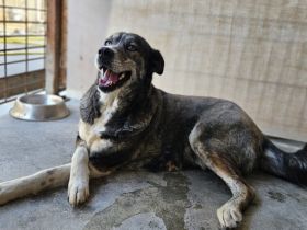 Einzigartige Gloria sucht ihre Menschen