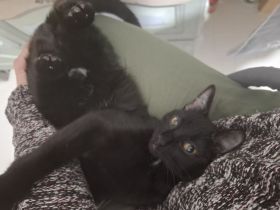 Heilige Birma und Bengal Mix Katze