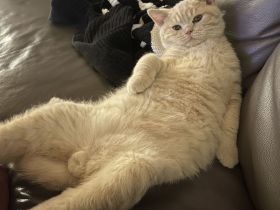 BKH Deckkater reinrassig