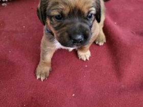 Sückersüße Mischlingswelpen