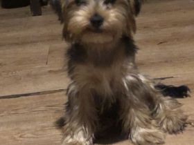 Rüde Yorkshire Terrier Welpe ab sofort vermittelbar