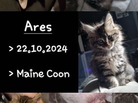 Maine coon Kater kitten VB