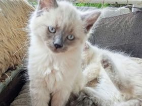 Neva Masquarade Reinrassig Kitten