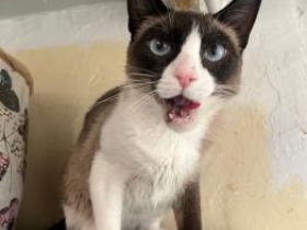 Gora, Einzelprinzessin