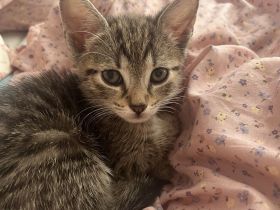 EKH Kitten Katzen Baby