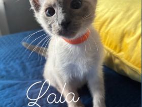 Siamkitten W abgabebereit