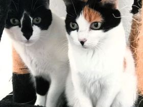 Fernando und Pepper warten nun in Magdeburg auf ein Für-Immer-Zuhause