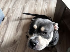 American Bully Pocket , Blue Tricolor mit Papieren