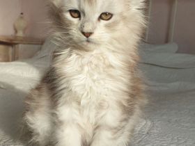 Wunderschöne Maine Coon Babys