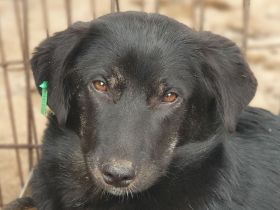 Maria, kleine Hündin, die noch keine Chance hatte, die Welt kennenzulernen, 1,5 Jahr, 43 cm