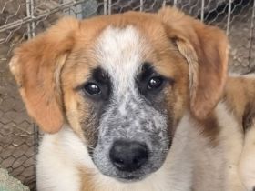 Mirco, sehr aufgeschlossener verspielter junger Rüde, 6 Monate, 43 cm (wachsend)