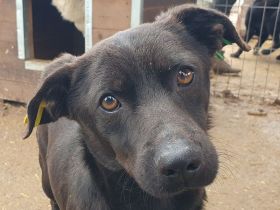 Theo, ein kleiner wachsamer Rüde, 1.5 Jahre, 38 cm