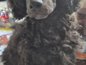 2 Zwerg/Kleinpudelwelpen suchen