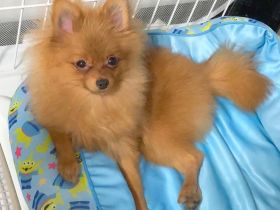 Zwergspitz Hündin – liebevolles Zuhause gesucht