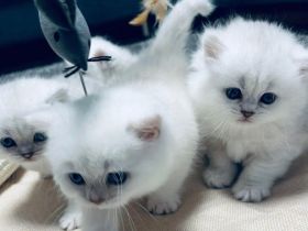 Bkh kitten mit blauen Augen,Abholbereit