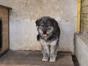 Rubert wartet auf seine Menschen