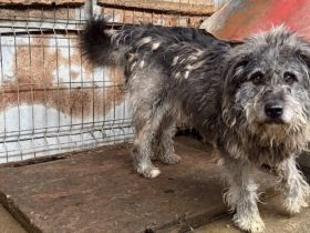 Rubert wartet auf seine Menschen