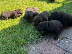 Arbeitslinie - reinrassige Labradorwelpen in der Farbe Chocolate