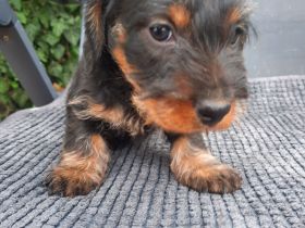 Dackel . Rauhaardackel