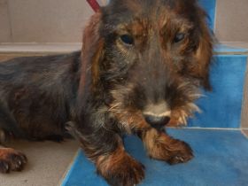 Dackel . Rauhaardackel