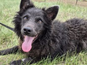 Außergewöhnliche Lilo sucht Familienanschluss