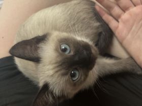 Siam Baby Katze zu vergeben