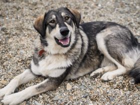 Aufgeschlossene und entspannte Alisea