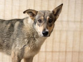 Ruhiges Zuhause für Franka gesucht