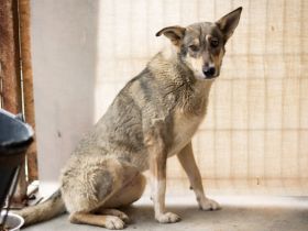 Ruhiges Zuhause für Franka gesucht