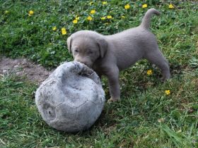 LABRADOR WELPEN Reinrassig mit Ahnentafel -