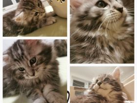 Typvolle Maine Coon Kitten - verspielt, verschmust & bereit für ihr Für-Immer-Zuhause