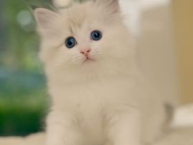 Neva Masquarade Kitten mit Stammbaum