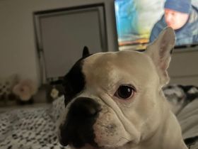Hallo ich bin coco und bin französische bulldoggen